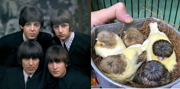 You become what you eat I guess these birds ate a lot of beetles