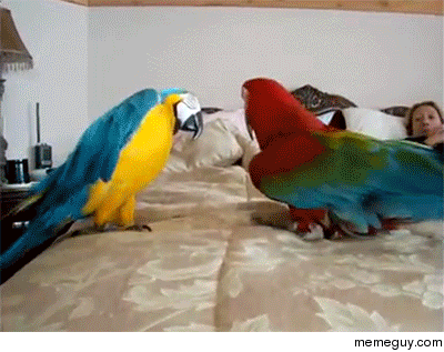 You came to the wrong neighborhood