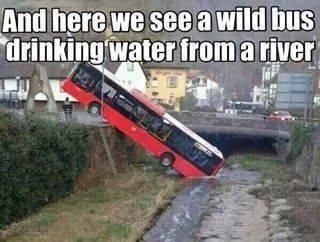 You can lead a bus to water