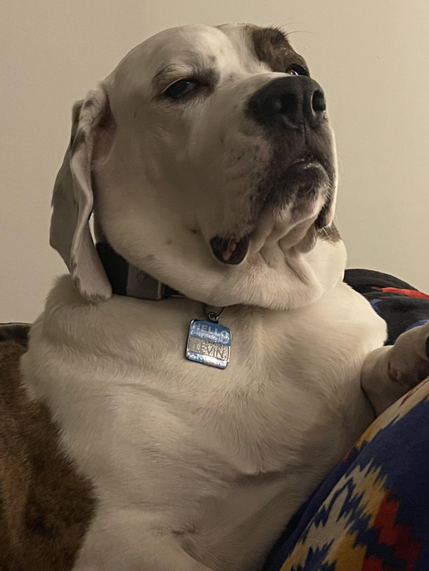 You ever get the feeling that your dog is judging you