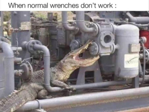 you get an alligator to do it