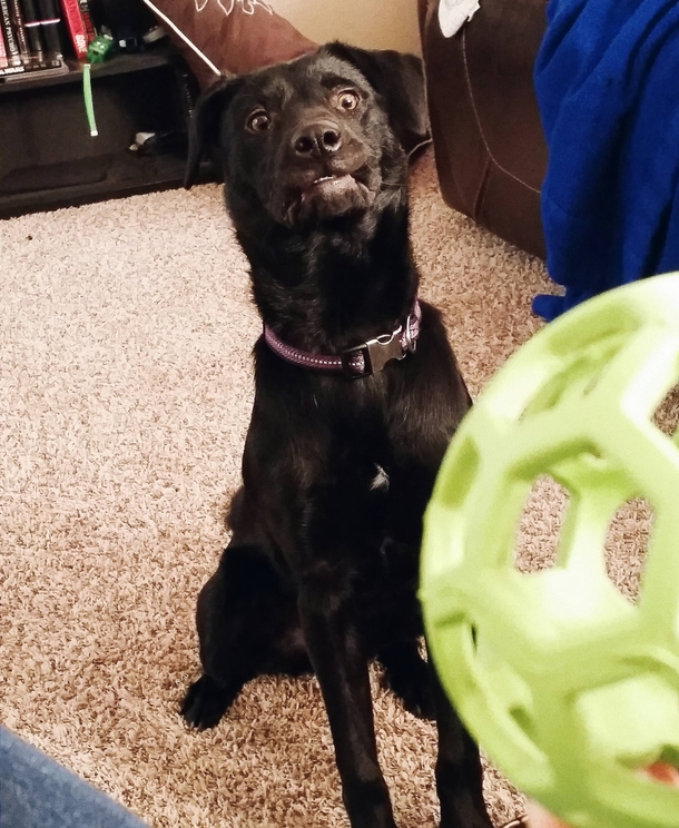 You guys got a kick out of my dogs fetch face So heres another one ft the ball