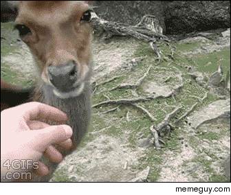 You have to be gentle with your deer