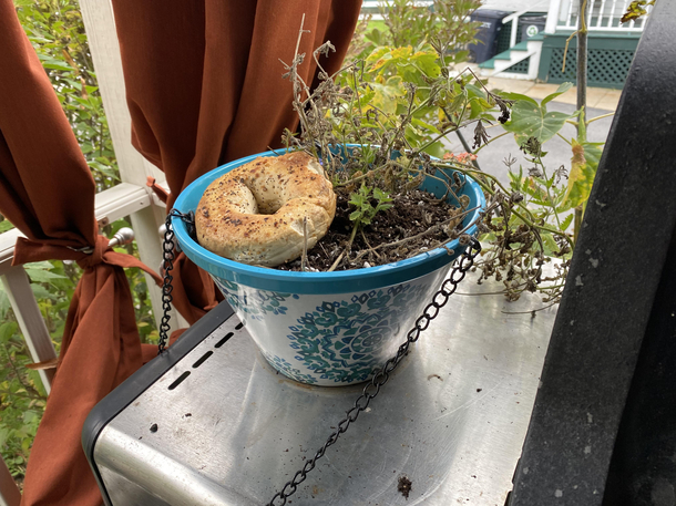 You know youre a New Yorker when the local squirrels hide bagels in your potted plants