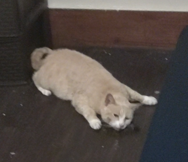 You may be high but are you my cat on cat weed high