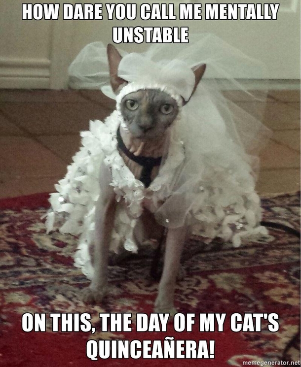 You mess with my cats you mess with me