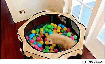 You might be happy but youre not pug-in-a-ball-pit happy