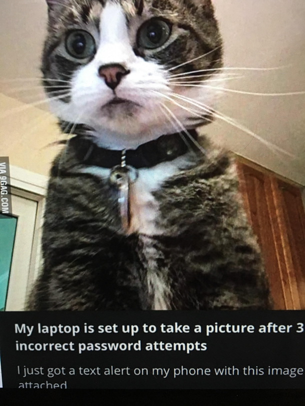 You only get three tries kitty