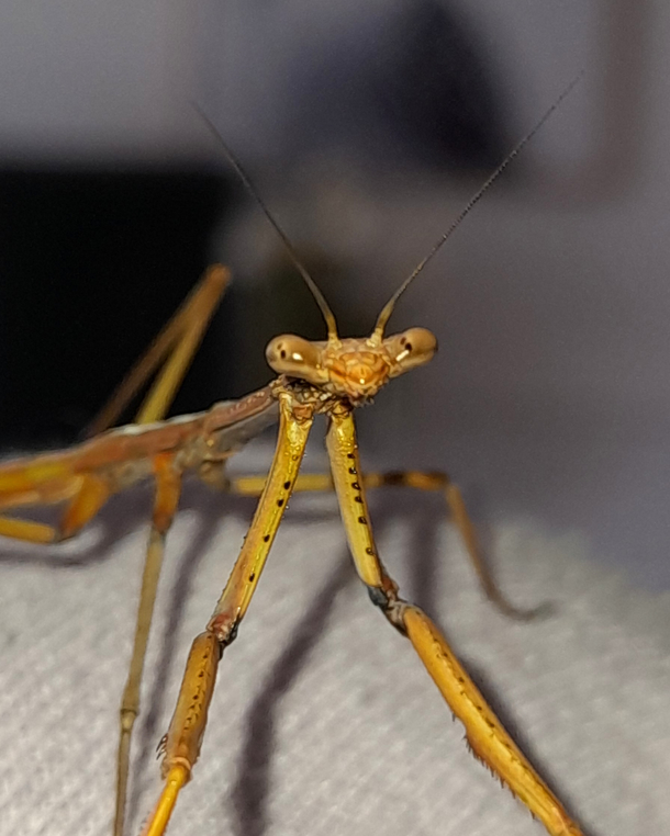 You photographing me again eh Brownie the mantis always seems to wonder about my phone considering how often she turns around to gaze at it