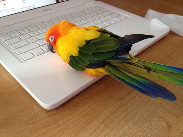 You say  Facebook machine I say  bird warmer