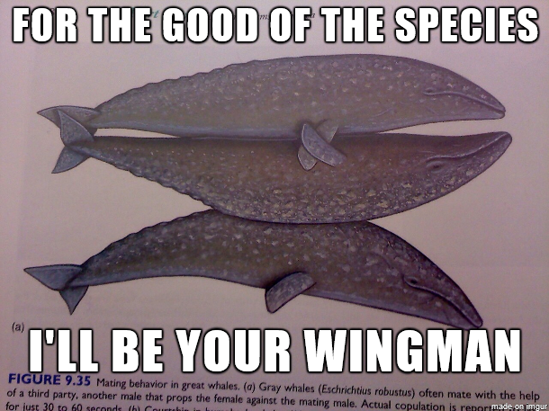 You say Third Wheel I say Wingman Whale