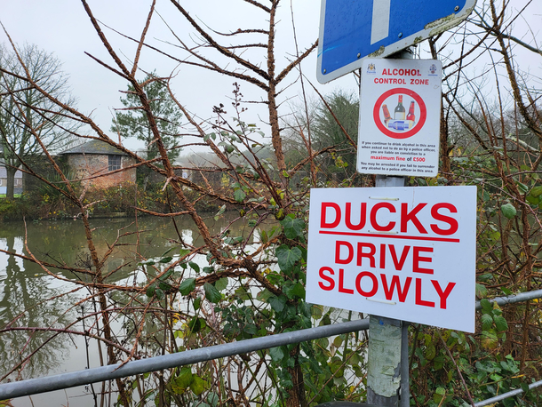 You should see how the seagulls drive