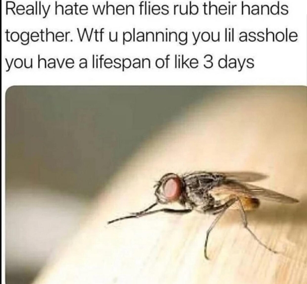 You stupid little sht