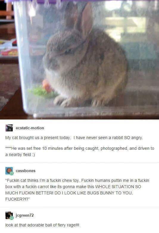 You think this is a joke HUMAN