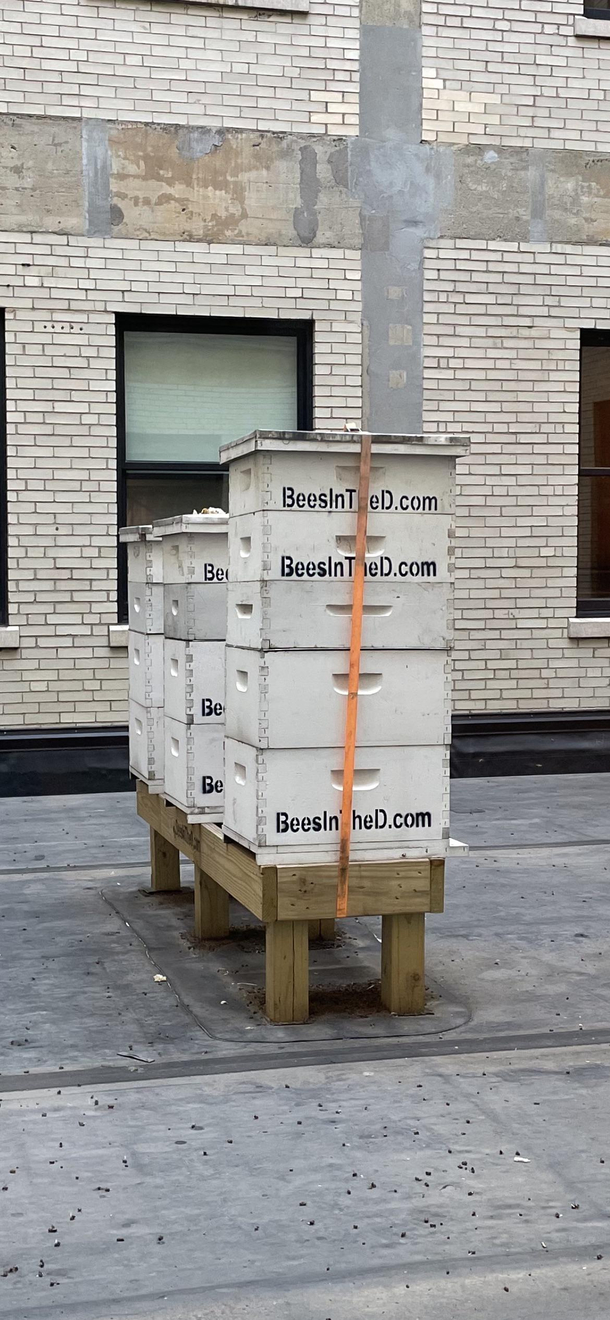 You want me to put the bees WHERE