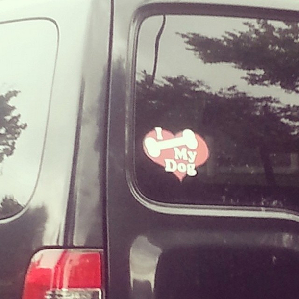 You what your dog