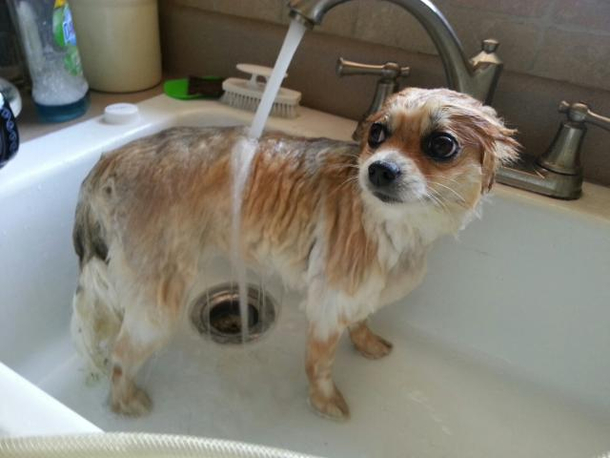 You will not survive this night human