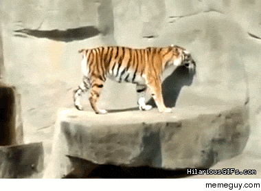 You would think a tiger would scare a bird