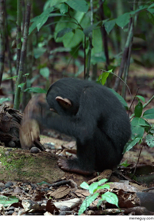 Young chimpanzee tries to crack a nut