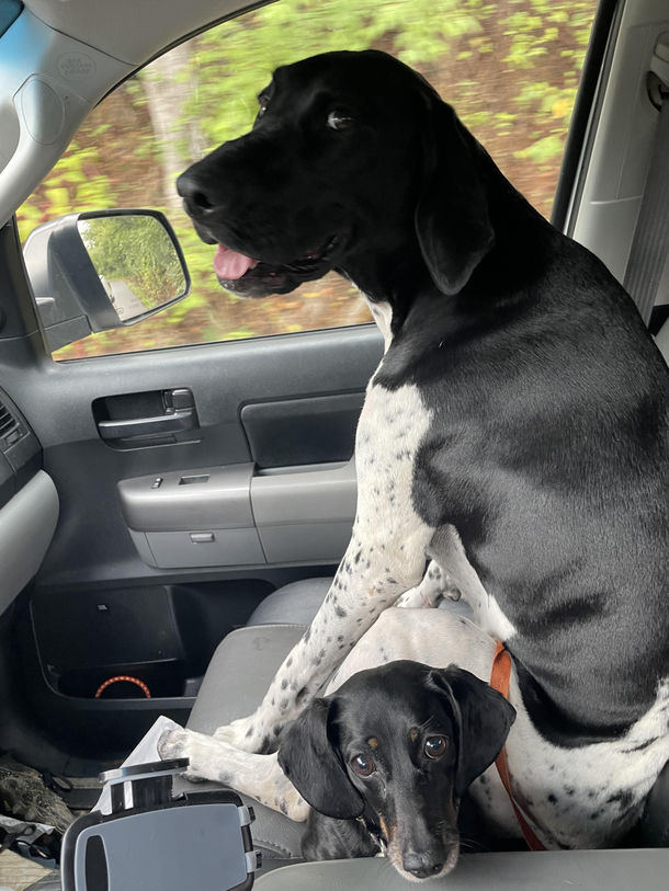 Younger big dog likes to sit on older little dog and make this face while doing it