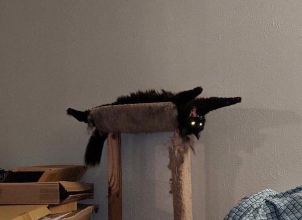 Your CAT ran into a problem and needs to restart