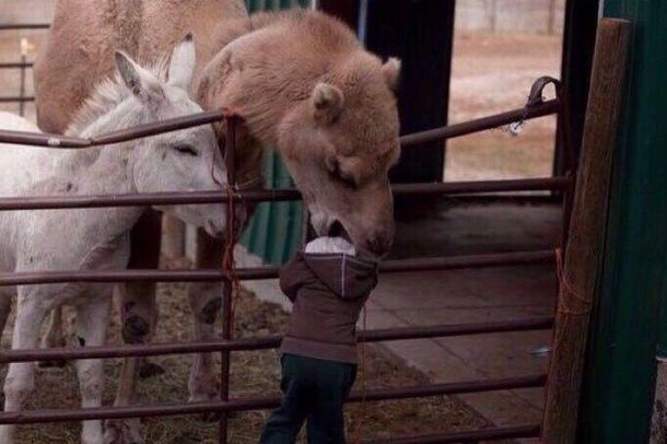 Your child is being eaten by a camel Do you A Save your child B Take a photo
