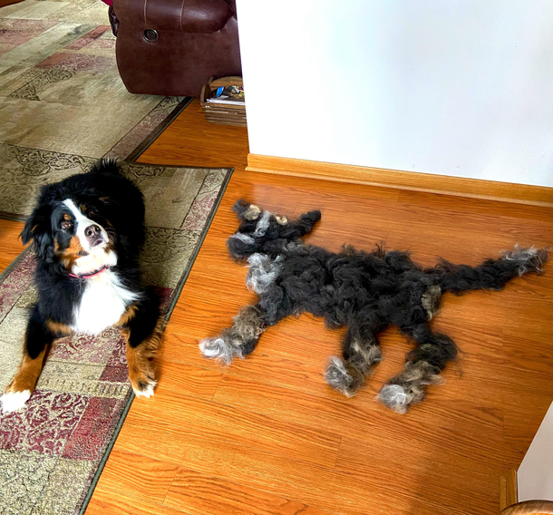 Your dog is so cute does she shed 
