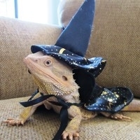 Youre a lizard Harry