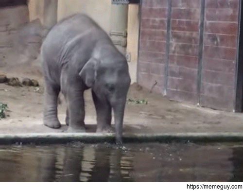 Yup thats how Id elephant too