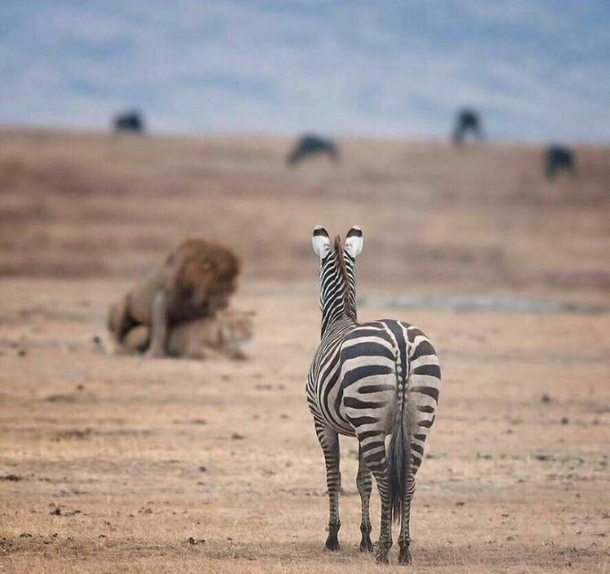 Zebra teen needs no internet thuglife