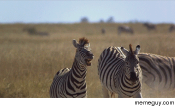 Zebra Uppercut