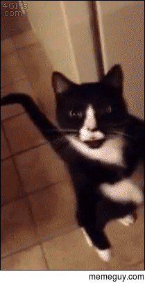 Zombie cat