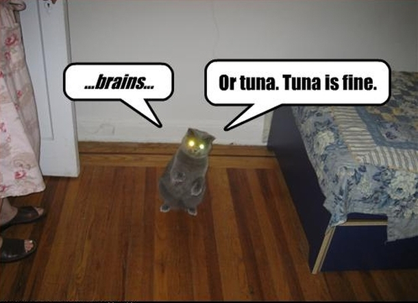 Zombie cats are different from human ones