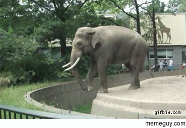 Zoo Elephant sprays mud on visitor