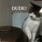 Curious cats