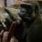 Pic #1 - A gorilla flipped me off so I flipped him off in return and he was very offended
