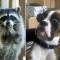 Pic #1 - Animals in Complete Astonishement