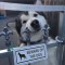 Pic #1 - Beware of the dog