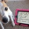 Pic #1 - Dog shaming