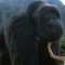 Pic #1 - Everybody talkin bout I miss Harambe but where was you when them poachers came for Mighty Joe Young