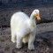Pic #1 - Googled polar duck did not disappoint