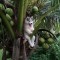 Pic #1 - Husky stuck in coconut tree gets help from internet