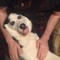 Pic #1 - I think my husband broke the dog