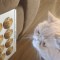 Pic #1 - I thought my oddly-looking cat would look good in sticker form Turns out I was right