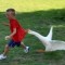 Pic #1 - I told Zack Dont rush the Geese He responds  am not afraid of any animals So what does a good parent do Grab my camera and take pictures of the lesson my son is about to learnThis is the  picture version of the escapade