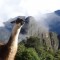 Pic #1 - I was top comment earlier on a post about a llama in Machu Piccu You guys sent me a bunch of funny llama pics as replies so I compiled them all into  album Enjoy