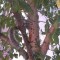 Pic #1 - My friend texted me saying she was watching a squirrel eat a pizza in a tree I said Pics or it didnt happen She replied with these