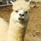Pic #1 - My mothers alpaca underscoring the importance of camera angle