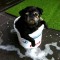Pic #1 - My parents pug is a smelly pug Dad sent this photo to me tod