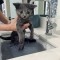 Pic #1 - My sisters kitten crawled into the fireplace and needed a bath